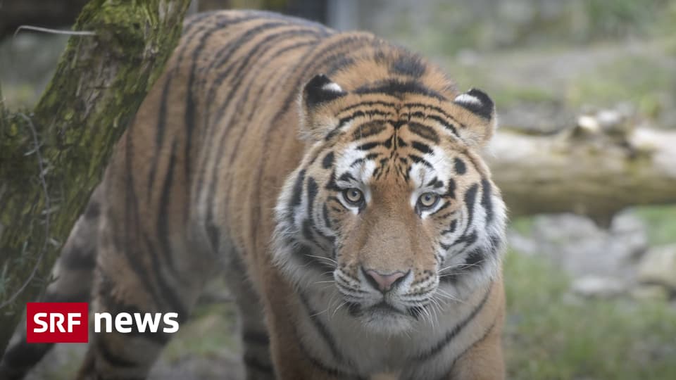 Sayan trifft auf Elena - Zürichs Tiger daten sich noch durchs Zoo ...