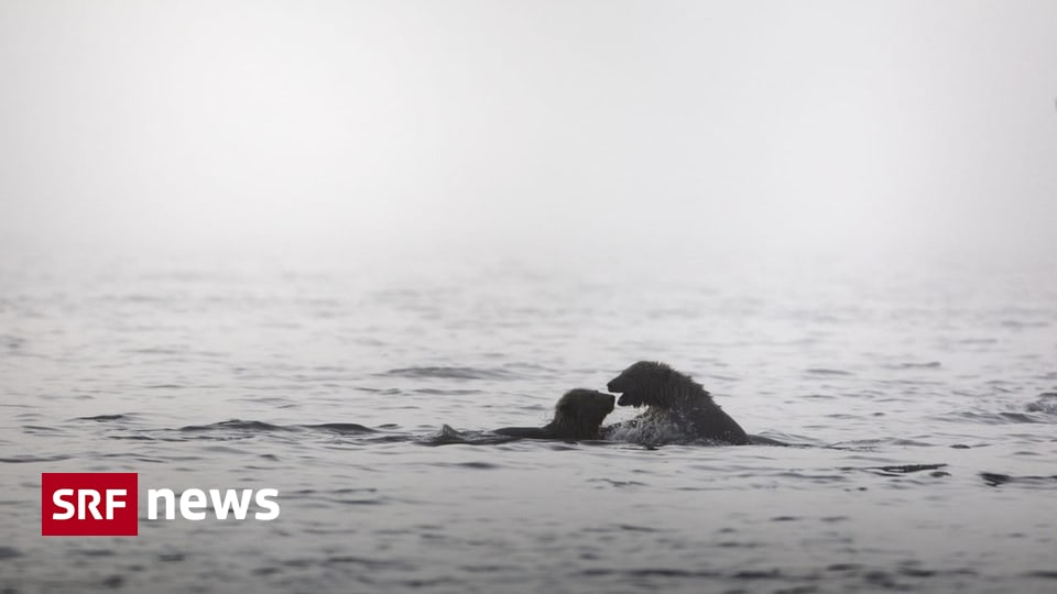 Kongress in Marseille - Rote Liste gefährdeter Tierarten muss erweitert ...