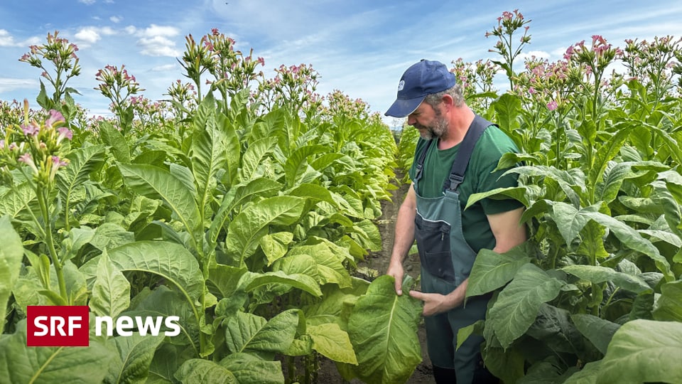 Tobacco from Switzerland Is it still worth planting tobacco? News