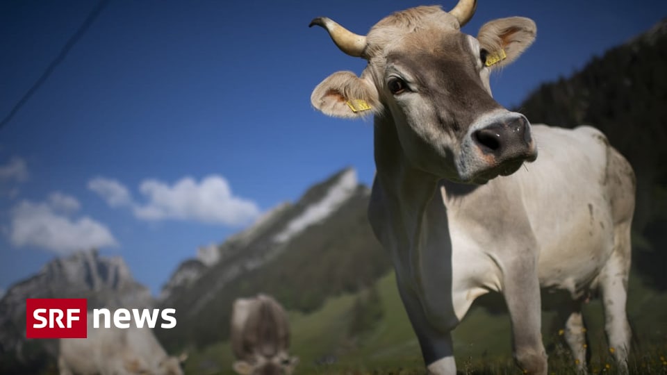 Gefragte Biomilch - Biobauern erhalten mehr Geld für ihre Milch
