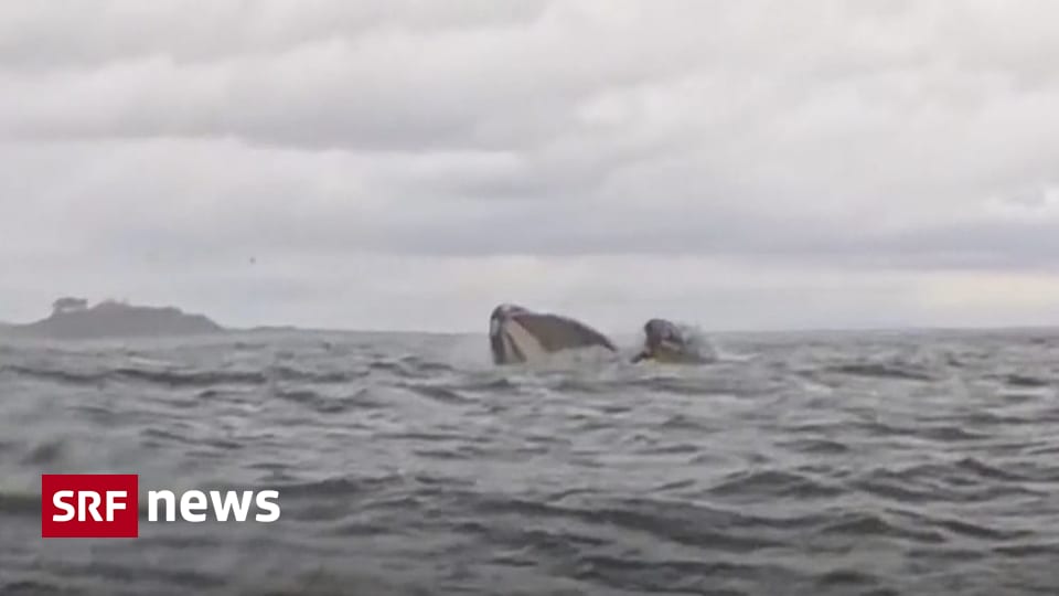 Chile: Whale swallows kayaker - | and spits him out