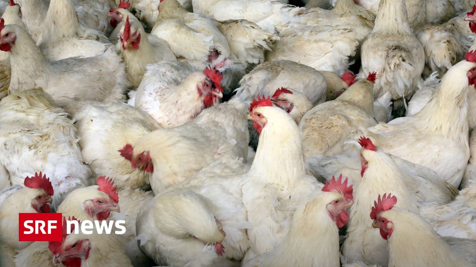 Schweiz - Schweiz reagiert auf Vogelgrippe-Fälle in Italien - News - SRF