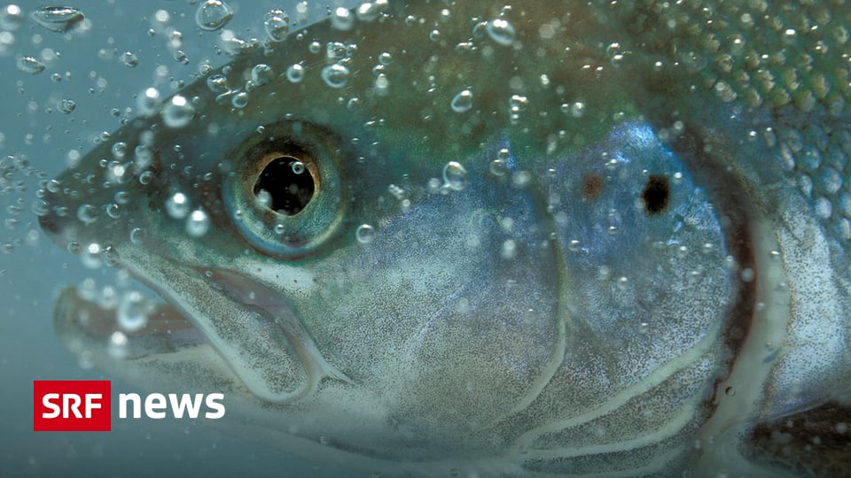 Aargau Solothurn - Millionen für den Fischschutz - News - SRF