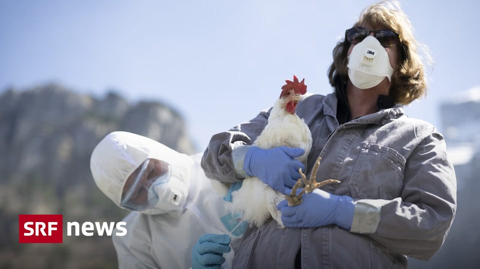 Warnung der WHO - Vogelgrippe bei Säugetieren könnte dem Menschen ...