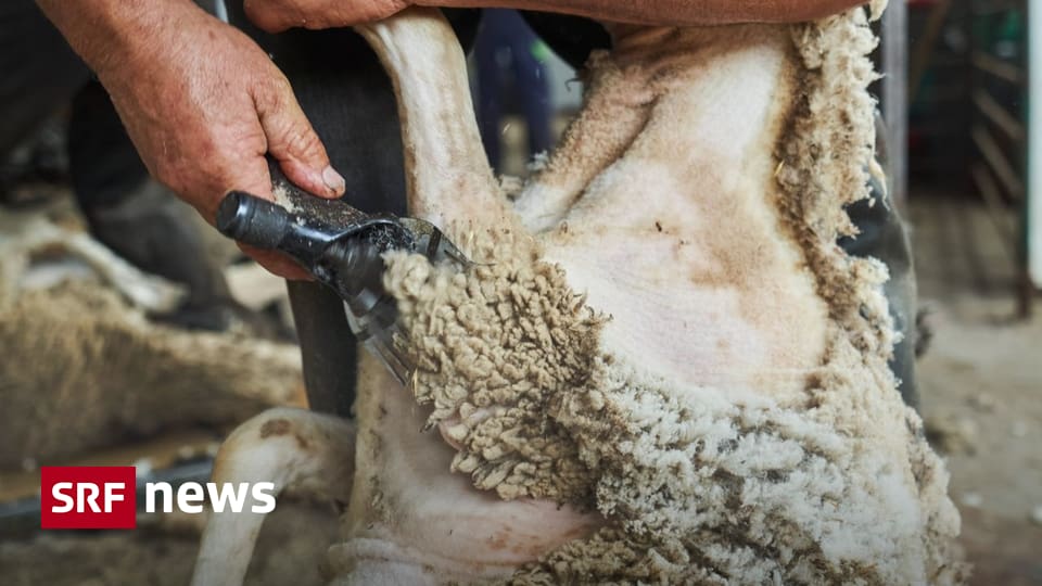 Tierquälerische Methoden - Die dunkle Seite der Merinowolle Tierquälerische Methoden - Die dunkle Seite der Merinowolle