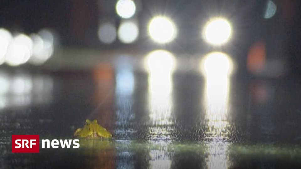 Winterthur Volunteers Rescue Thousands of Frogs