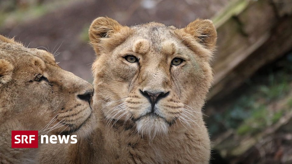 Zoo Zürich: Löwen spazieren bald über einen Catwalk