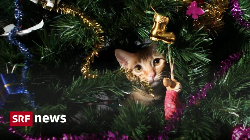 Fragwürdige Geschenke Keine Weihnachtsgeschenke aus dem Tierheim