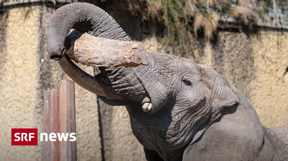 Star-Elefant ist tot - Elefantenbulle Tusker musste im Zoo Basel eingeschläfert werden