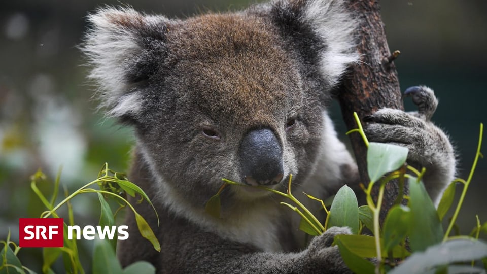 Government to launch study – “willful ignorance” destroying environment in Australia – News