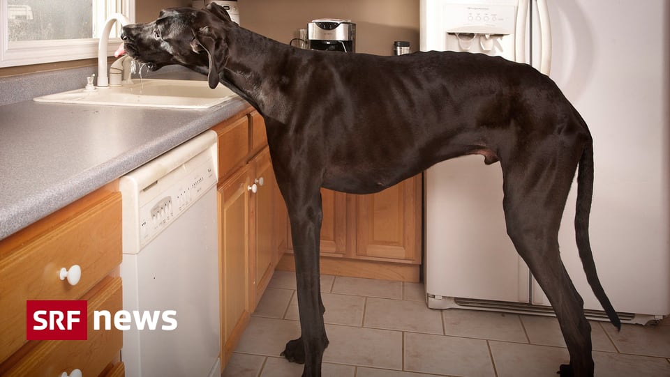 Panorama Grösster Hund der Welt ist tot News SRF