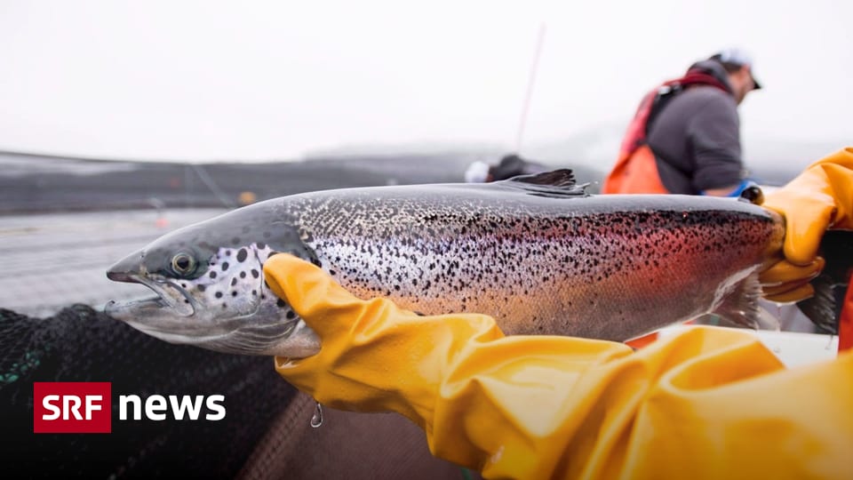 Salmon in Norway: Fishermen are no longer allowed to catch salmon everywhere – News