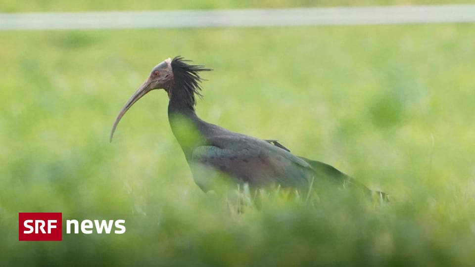 Climate affects bird migration – Migratory birds get stuck in Graubünden: take a taxi south – News