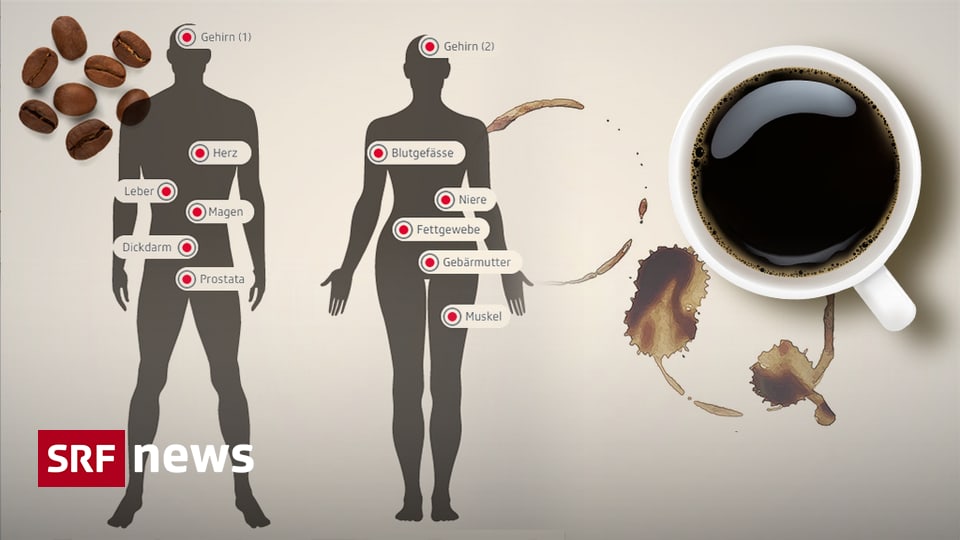 Infografik - Was bewirkt Kaffee im Körper? - News - SRF