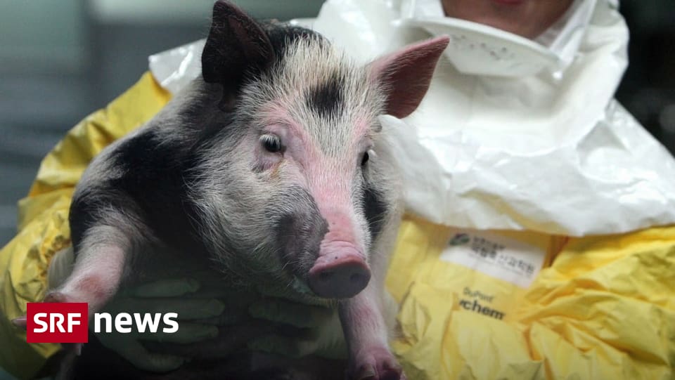 Mangel An Spenderorganen Schweineherzen Sollen Dereinst Menschen Retten News Srf