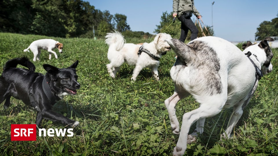 hunde auslauf