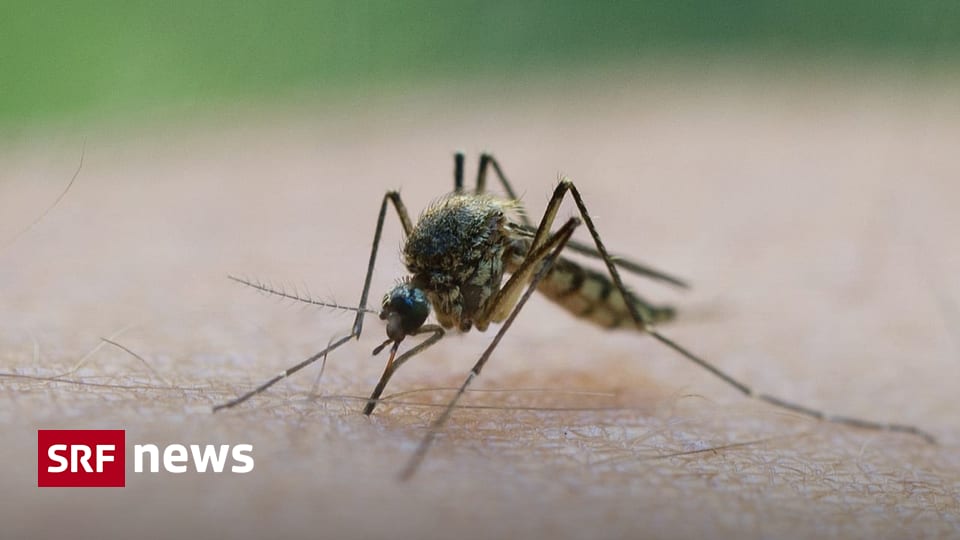 Tropenkrankheit - West-Nil-Fieber-Virus erstmals im Tessin nachgewiesen ...