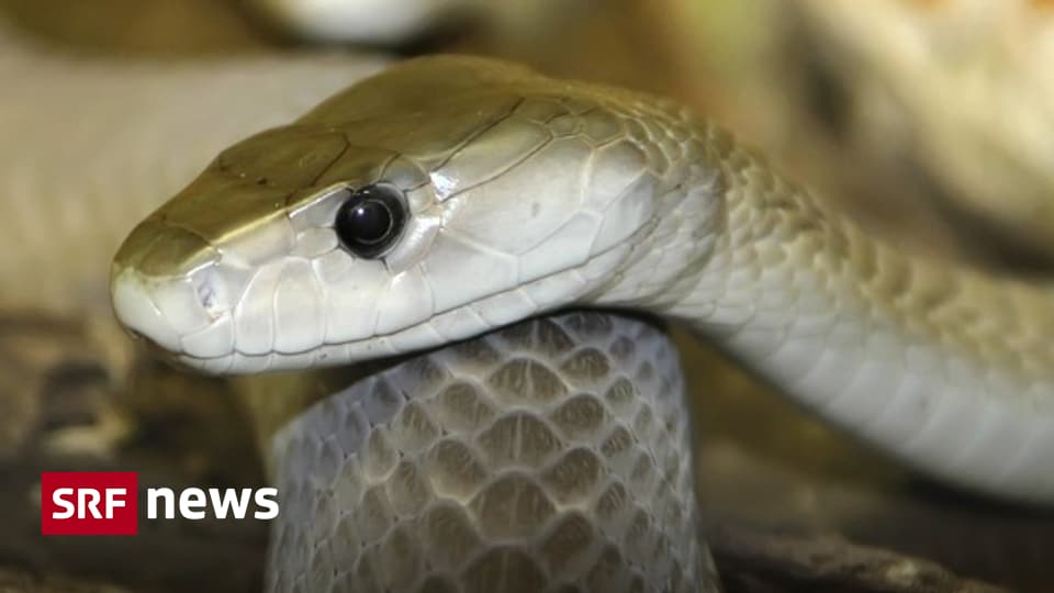 Heiler Im Terrarium Wenn Gift Leben Rettet News Srf