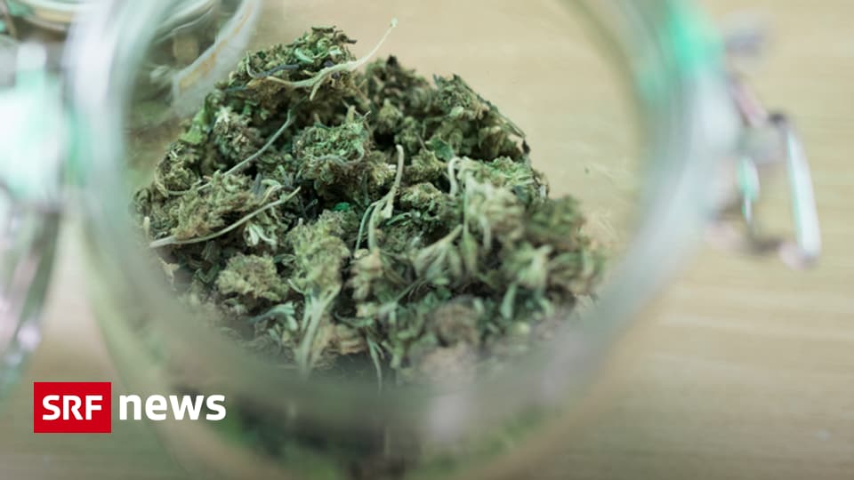 Cannabisbesitz Bis zu zehn Gramm Hanf sind ab sofort straffrei News