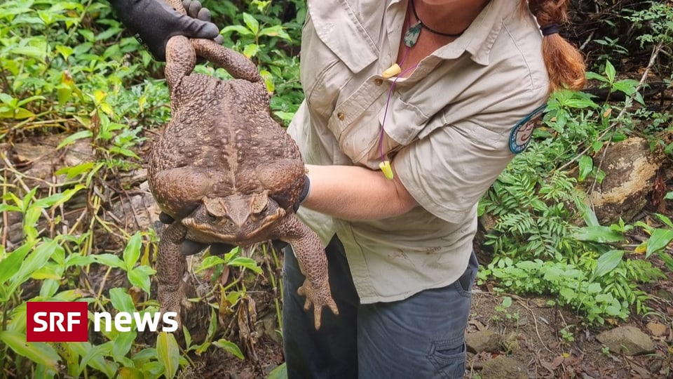 Neuer Weltrekord So schwer wie ein Baby RiesenKröte in Australien