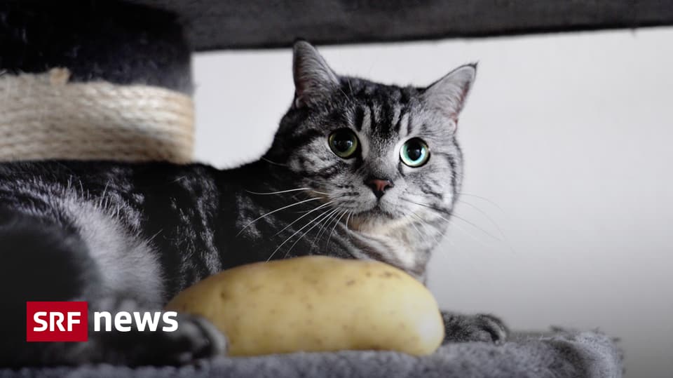 Tierquälerei oder legitim? - Wenn sich Katzen vegan ernähren - News - SRF