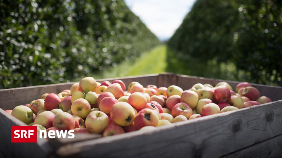 Panorama - Apfel-Allergie: Neue Sorten sollen Linderung bringen - News ...