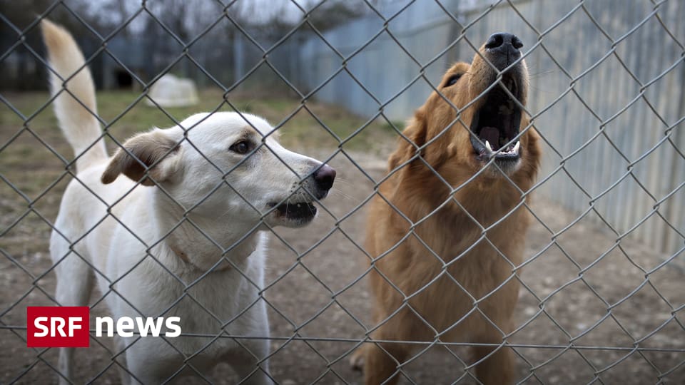 Aargau Solothurn Import Hunde Im Aargau 10 Tiere Eingeschlafert News Srf