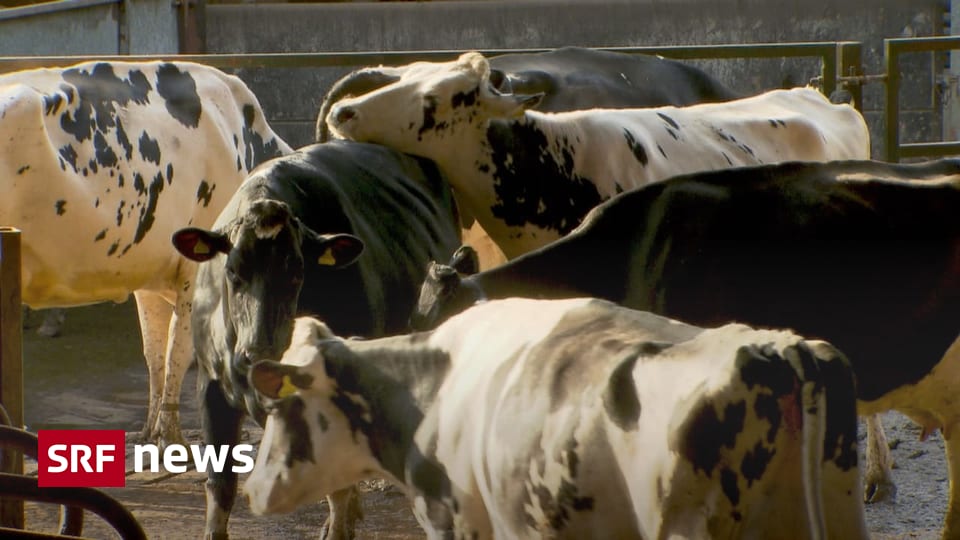 Mit Knoblauch gegen Methangas - Wie Kühe von Klima-Killerinnen zu klimafreundlichen Wesen werden