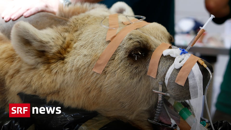 Panorama - Braunbär Mango unter dem Messer - News - SRF Panorama - Braunbär Mango unter dem Messer - News - SRF
