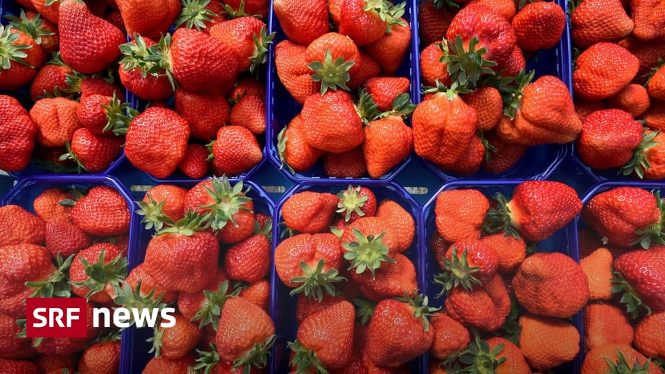 Was Kosten Erdbeeren Was Kosten Erdbeeren