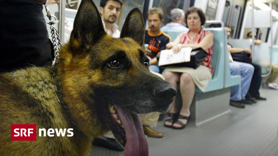 Zürich Schaffhausen Hunde sollen in Zürich günstiger fahren News SRF