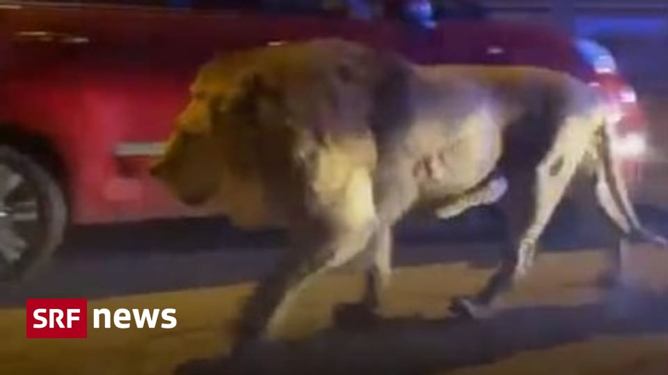 Social Media Videos – Italy: Escaped lion recaptured near Rome – News