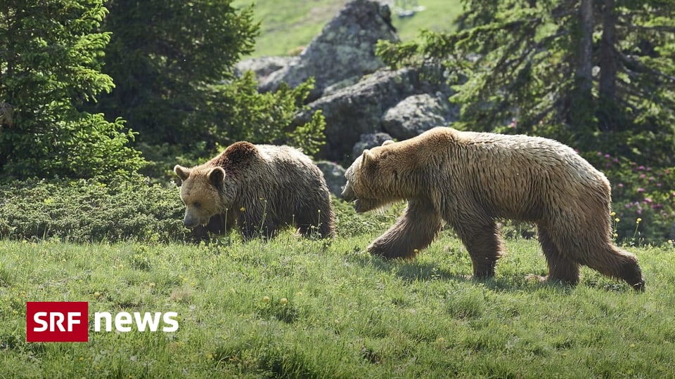 Zwei Bären aus Nordmazedonien - Arosa Bärenland erhält doppelten Zuwachs Zwei Bären aus Nordmazedonien - Arosa Bärenland erhält doppelten Zuwachs