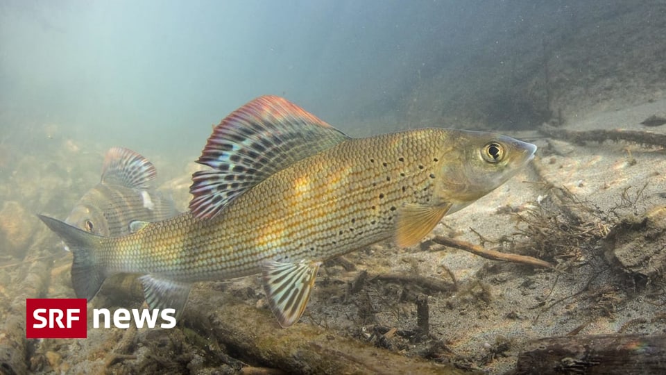 Edelfische Im Rhein berlebten schen Trotzten Den Hitzewellen News edelfische-im-rhein-berlebten-schen-trotzten-den-hitzewellen-news