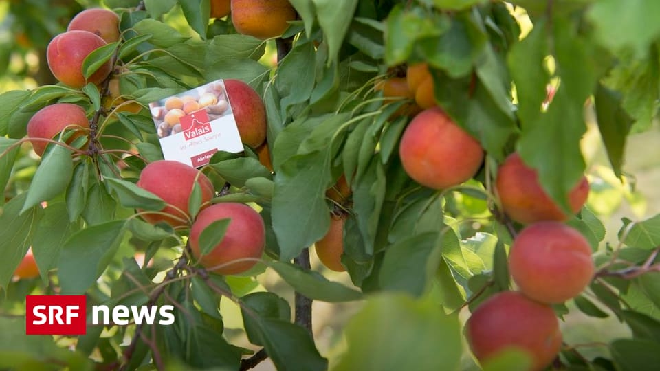 Bern Freiburg Wallis - Walliser Aprikosen: Bessere Vermarktung dank ...