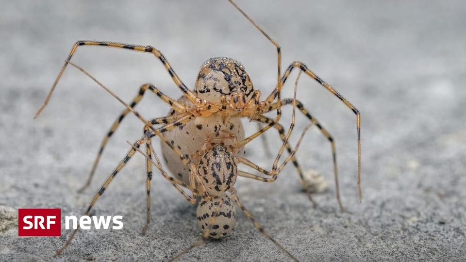 Ausgezeichnete Naturfotografie - Kopulierende Spinnen aus Luzern unter 100 weltbesten Naturfotos