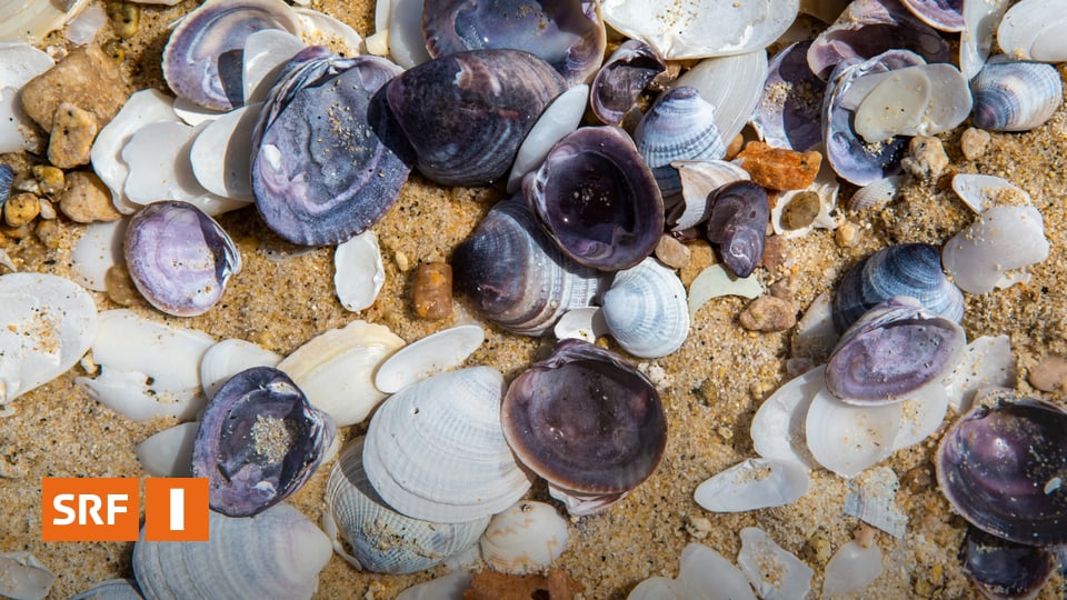 Muscheln essen Was Sie über Miesmuschel & Co. wissen müssen Radio SRF 1 SRF