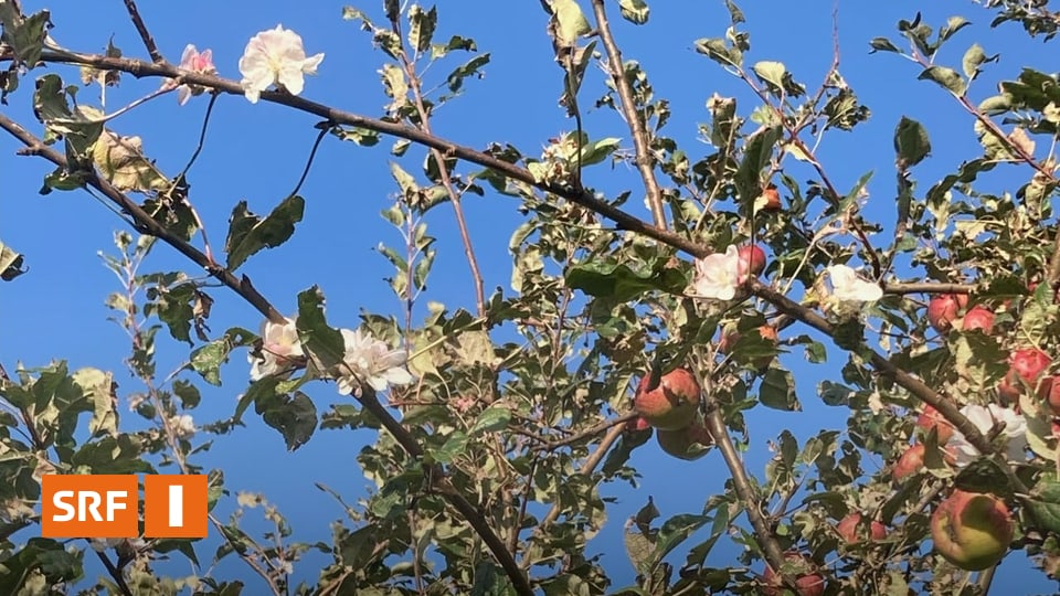 Blüten im Oktober «Bei uns blühen die Apfelbäume im Herbst» Radio