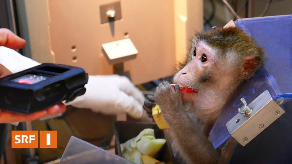 Doppelpunkt Tierversuche Mit Affen Tierqualerei Oder Notige Forschung Radio Srf 1 Srf