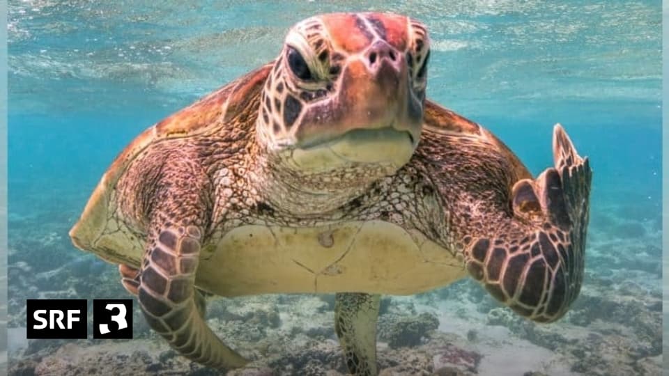 Lustige Tierbilder Das sind die lustigsten Tierbilder von 2020