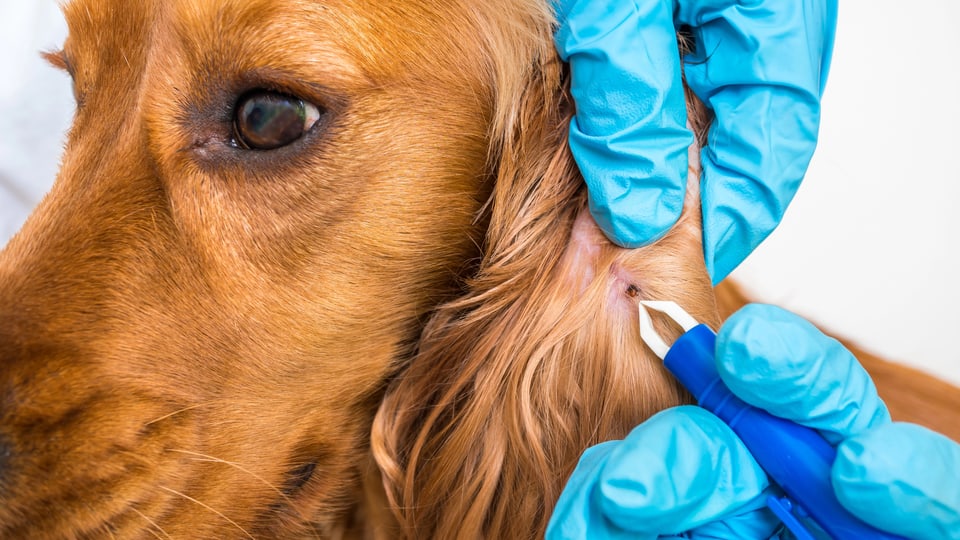 Zeckenschutz für Katze und Hund: Vorbeugen ist besser als heilen - Audio &  Podcasts - SRF