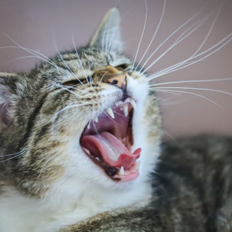 Schreckmümpfeli Audio & Podcasts SRF