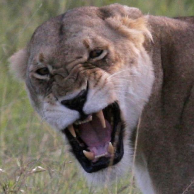 STORY Der Kaugummi klebriges Übel und Kulturgut Input SRF