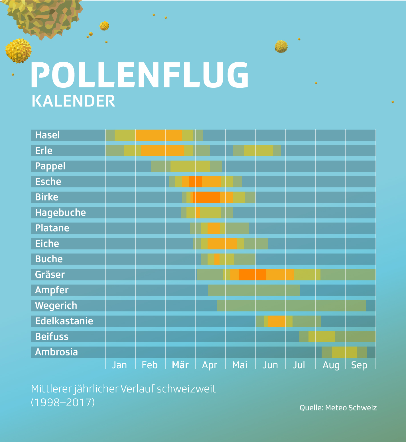 Erle, Esche, Hasel & Co. So fliegen die Pollen News SRF